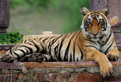 Tourist Places in Ranthambore